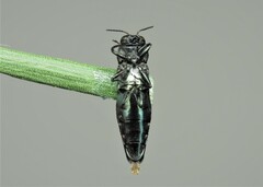 Agrilus biguttatus