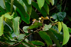 Apeiba tibourbou