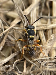 Nomada fucata