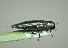 Agrilus biguttatus