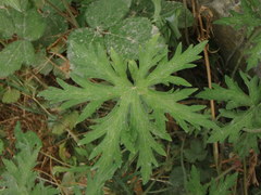 Geranium pratense