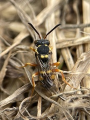 Nomada fucata