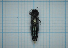Agrilus biguttatus