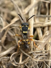 Nomada fucata