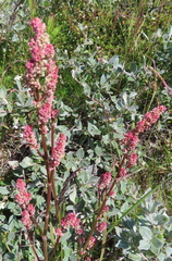 Rumex arcticus