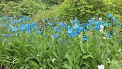 Meconopsis betonicifolia