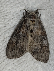 Dasychira mescalera