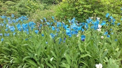 Meconopsis betonicifolia
