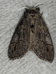Dasychira mescalera