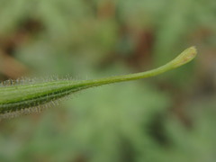 Geranium pratense