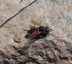 Helophilus groenlandicus