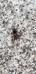 Drassyllus