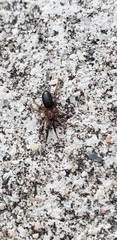 Drassyllus
