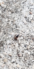 Drassyllus