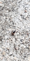 Drassyllus