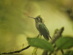 Stephanoxis loddigesii