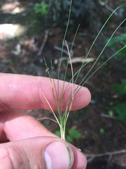 Festuca trachyphylla