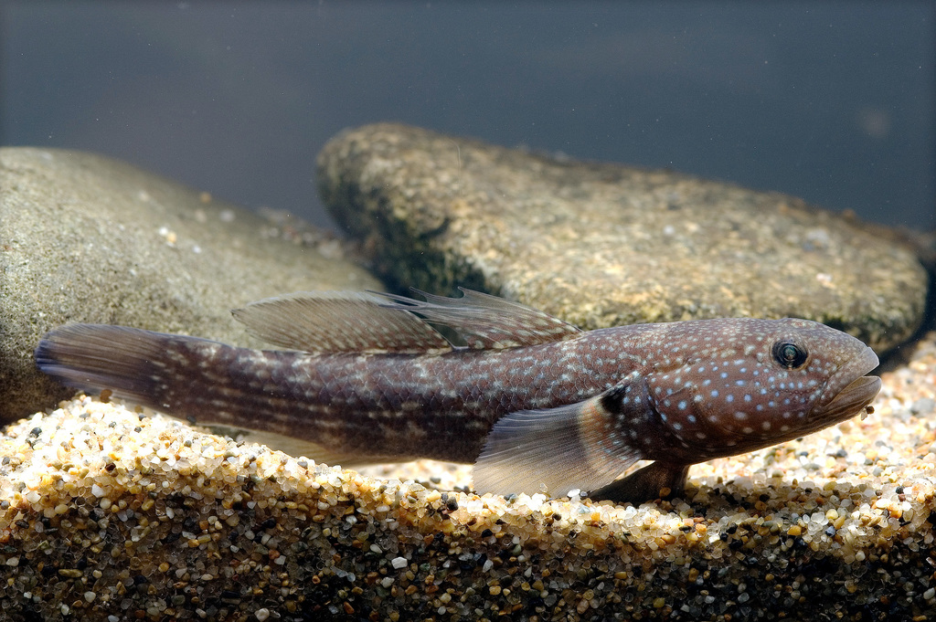 Frog Goby