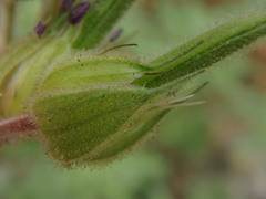 Geranium pratense