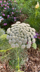 Apiaceae