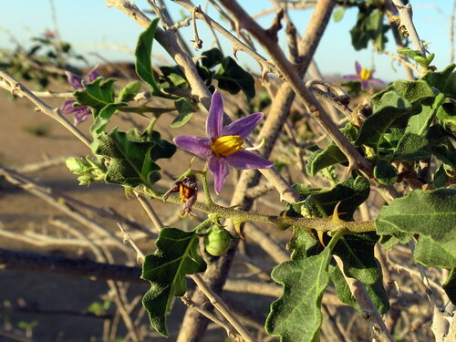 Solanum capense image