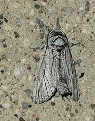 Inguromorpha itzalana