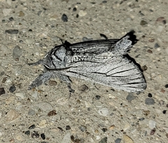 Inguromorpha itzalana