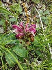 Pedicularis sudetica