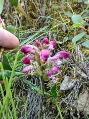 Pedicularis sudetica