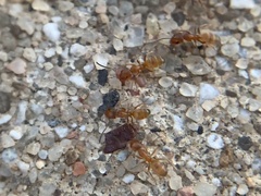 Forelius pruinosus