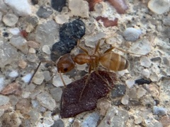 Forelius pruinosus
