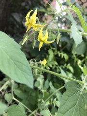 Solanum lycopersicum