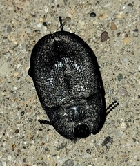 Embaphion muricatum