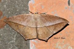 Prochoerodes flexilinea