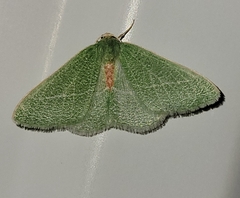 Chlorosea roseitacta
