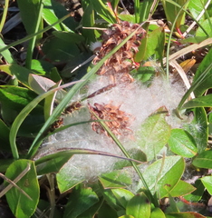 Salix herbacea
