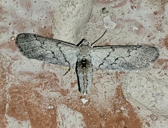 Glaucina erroraria