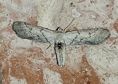 Glaucina erroraria