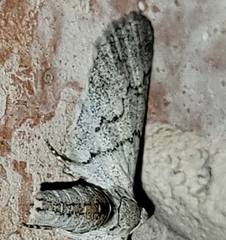 Glaucina erroraria