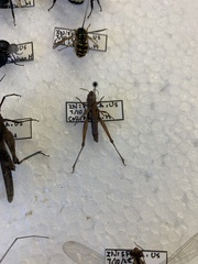 Pseudochorthippus curtipennis