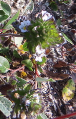 Euphrasia frigida