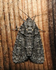Acronicta tristis