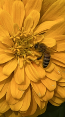 Apis mellifera