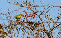 Forpus cyanopygius insularis