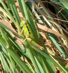 Micropodisma salamandra