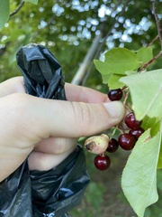 Contarinia virginianiae