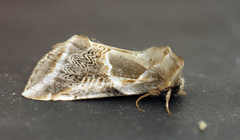 Habrosyne scripta
