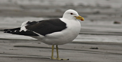 Larus dominicanus
