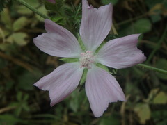 Malva moschata