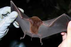 Pteronotus parnellii